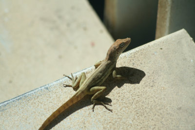 Lizard Species