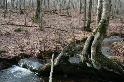 Tree and Brook