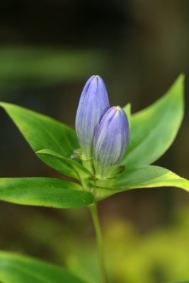 Bottled Gentian
