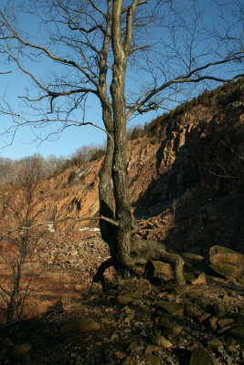 Gnarled Tree