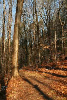 Tree Shadows