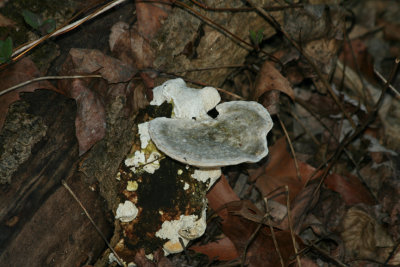 g1/36/495936/3/93768606.KmBuZC6Y.jpg