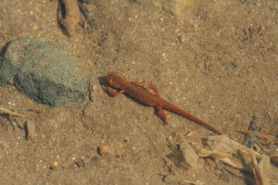 Red Eft Swimming
