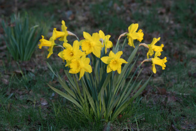 Daffodils