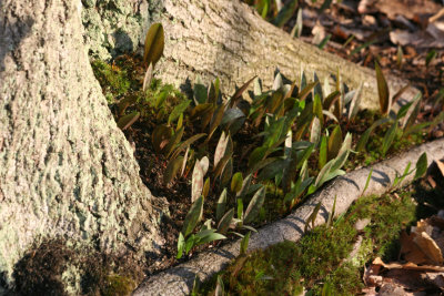 Trout Lilly Leaves