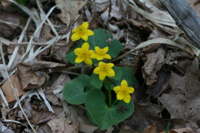Marsh Marigold