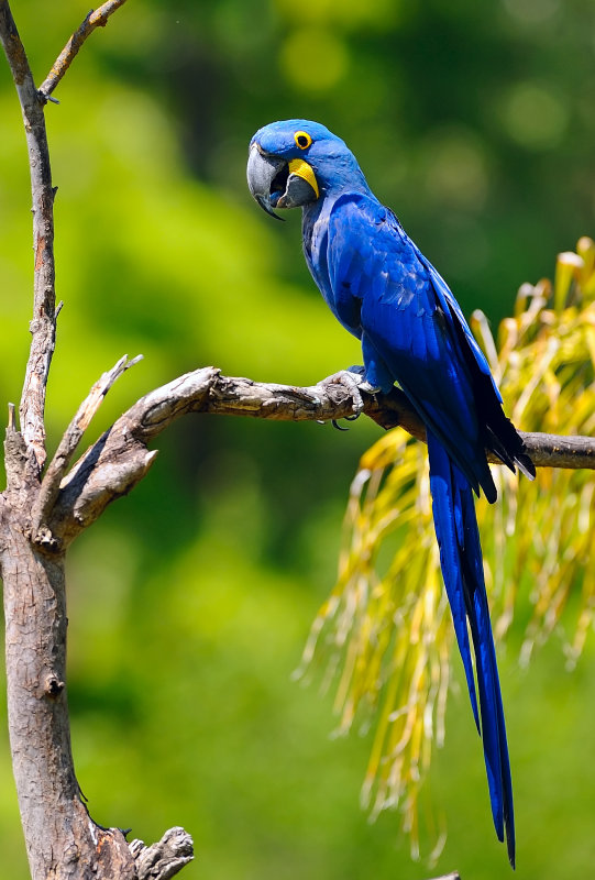 D3B_4497MacawCropA1.jpg