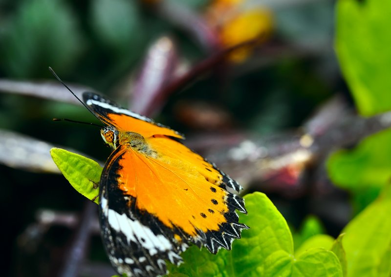 D3B_7495CinciButterfly1.jpg
