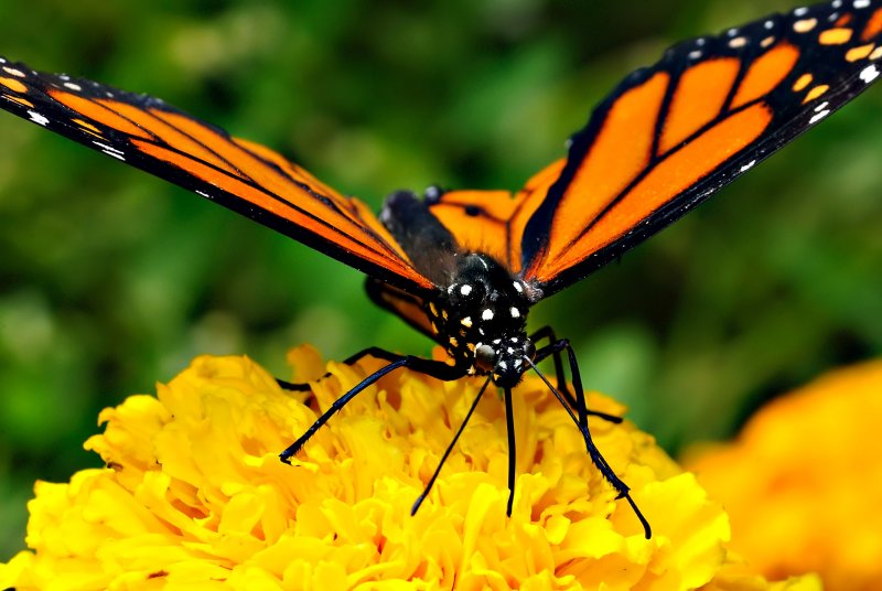D3B_7437CinciButterflyCropA1.jpg