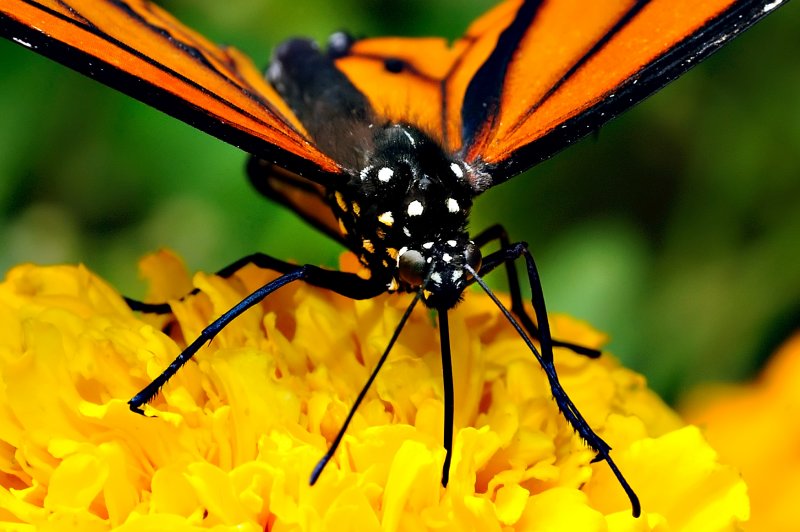 D3B_7437CinciButterflyCropB1.jpg