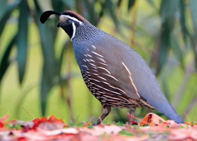 D3B_2499Quail1.jpg