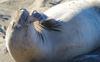 D3B_2637ElephantSeal1.jpg