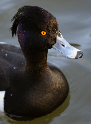 D3B_3097TuftedDuck.jpg