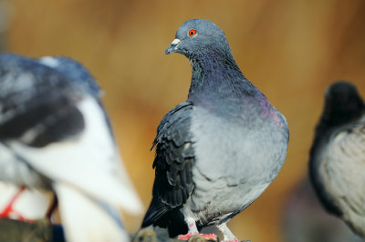 D3B_3065Pigeon1.jpg