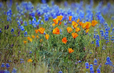 D3B_4168Poppies1.jpg