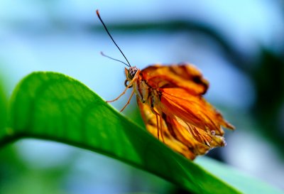 D3B_7526CinciButterfly1.jpg