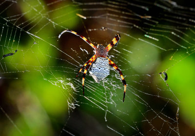 D4A_8478MauiSpider1CropBRotRen.jpg