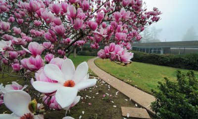 D3A_4080JapaneseMagnolia1.jpg