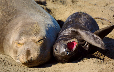 D2H_5817ElephantSeal1.jpg