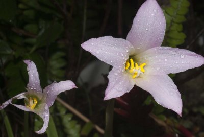 Helen's Flowers