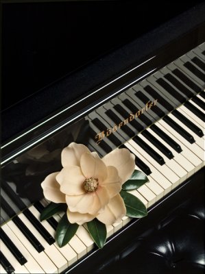 piano magnolia.jpg
