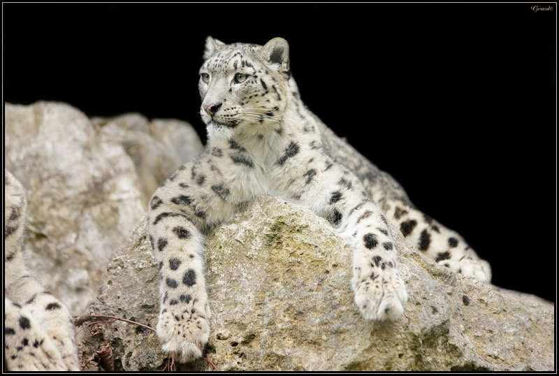 Panthre des neiges