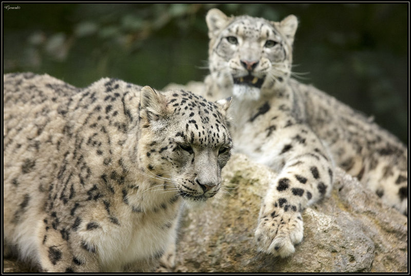 Panthre des neiges