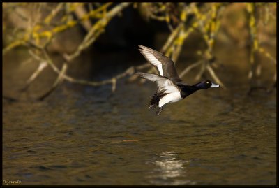 Fuligule Morillon 06