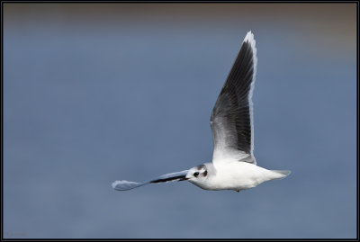 Mouette Pygme 02
