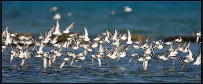 Bcasseau Sanderling 01