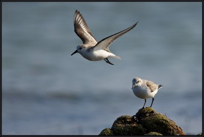 Bcasseau Sanderling 04