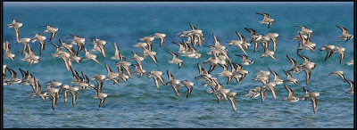 Bcasseau Sanderling 11