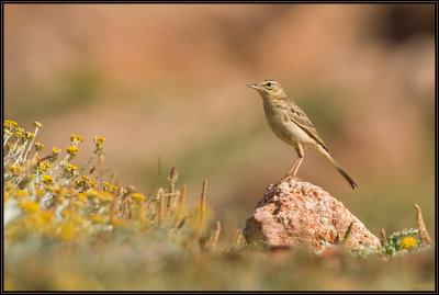 Pipit Rousseline 01
