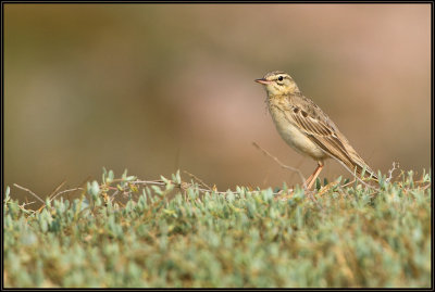 Pipit Rousseline 02