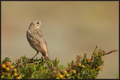 Pipit Rousseline 03