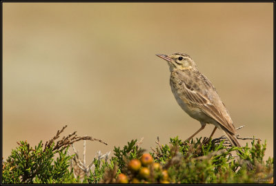 Pipit Rousseline 04