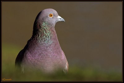 Pigeon 04