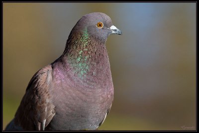 Pigeon 05
