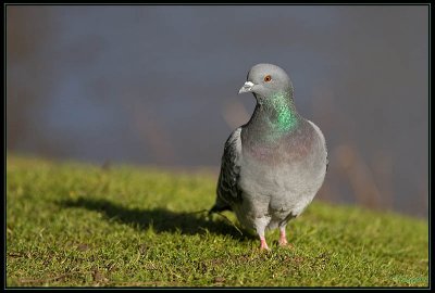 Pigeon 07