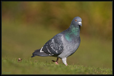 Pigeon 09