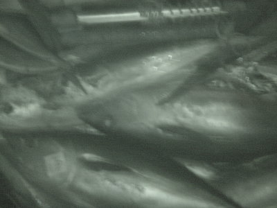 g1/36/560536/3/103262876.XdFichiP.jpg