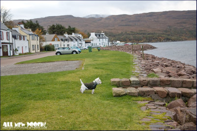 contemplating the herring at Shieldaig