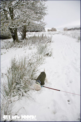 Exploring in the snow