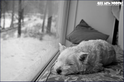 waiting for the snow showers to stop