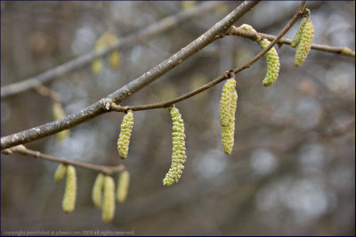 Common hazel - corylus avellana (male flower/ catkin)