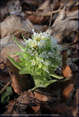 White butterbur - petasites albus