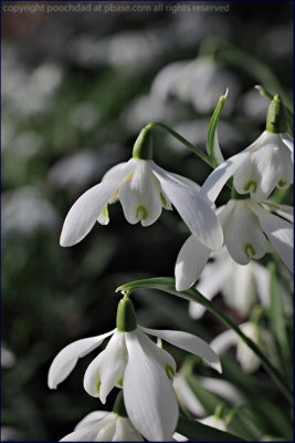 Snowdrop - galanthus nivalis