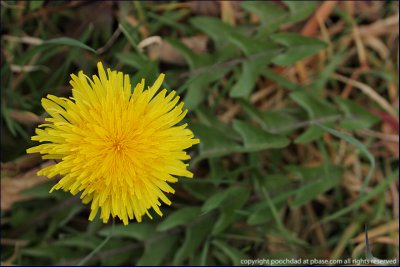 Common dandelion - taraxacum officinale