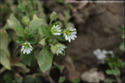 Common chickweed - stellaria media