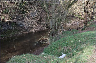 Pooch makes an unscheduled excursion